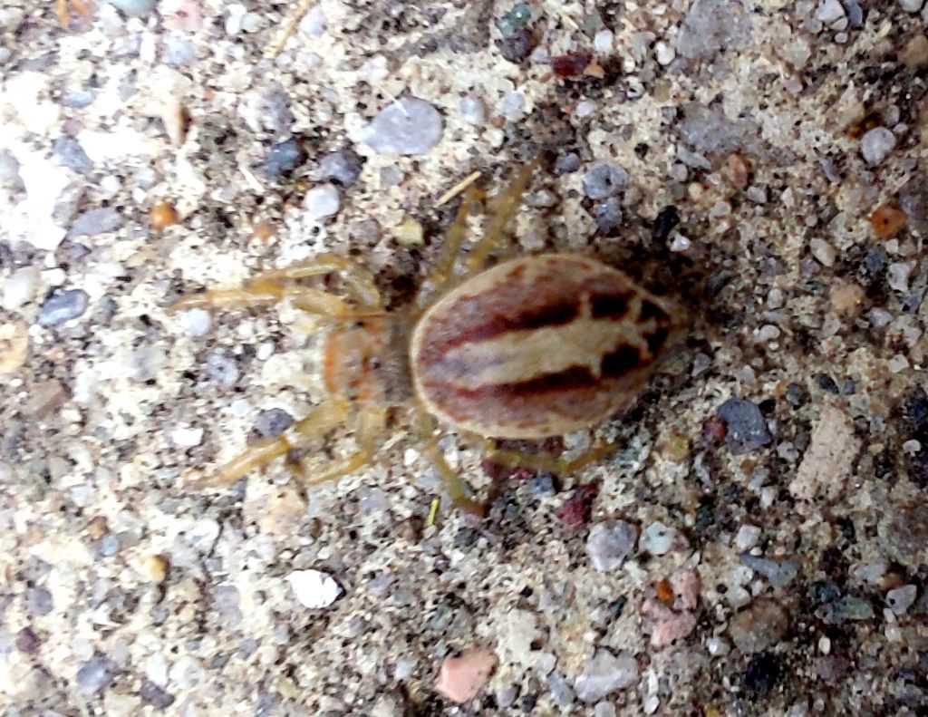 Icius, quale specie, se possibile